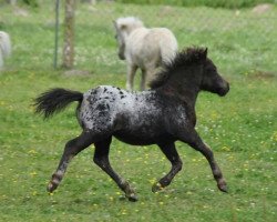 horse Juvina vom Gothensee (German Classic Pony, 2014, from Just Dance vom Regenbogen)