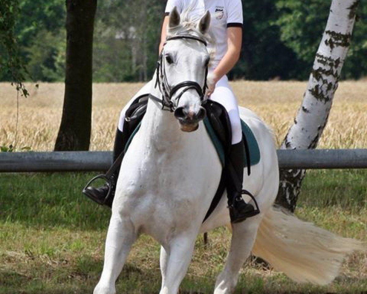 Springpferd Caddington 7 (Holsteiner, 2005, von Carolus I)