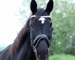 broodmare Chablis 89 (Hanoverian, 1995, from Carbid 3)