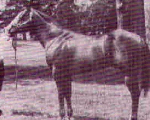 Deckhengst Moore Chic (Quarter Horse, 1971)