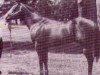 Deckhengst Moore Chic (Quarter Horse, 1971)