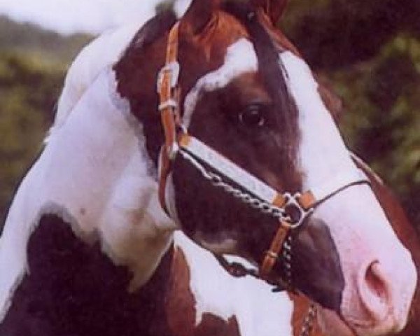 Deckhengst Hesa Rockin Review (Paint Horse, 1995, von Openingnite Review)