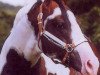 Deckhengst Hesa Rockin Review (Paint Horse, 1995, von Openingnite Review)