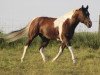 Deckhengst Cute Traveler Review (Paint Horse, 2002, von Hesa Rockin Review)