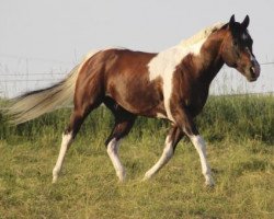 Deckhengst Cute Traveler Review (Paint Horse, 2002, von Hesa Rockin Review)