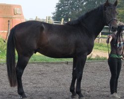 dressage horse Salvador (Hanoverian, 2012, from Scolari)