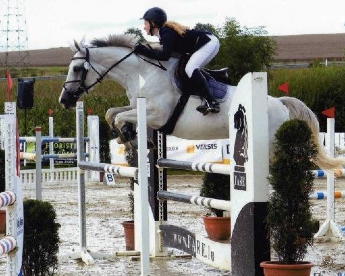 broodmare Donnerwetter (KWPN (Royal Dutch Sporthorse), 2008, from Zürich)