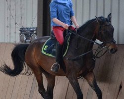 Pferd Sultan (Deutsches Sportpferd, 2010, von Skyman)