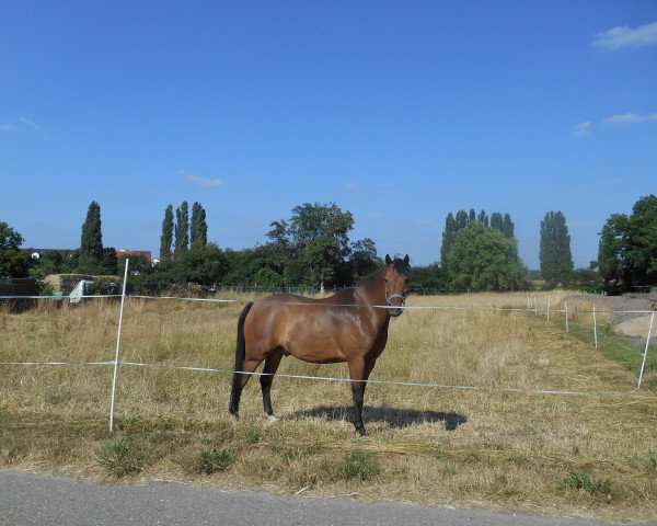 Pferd Chantre (Deutsches Reitpony, 2009, von Cyriac WE)