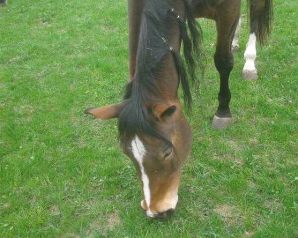 horse Whata Lovely Energy (Quarter Horse, 2000, from Not Dun Slidin)