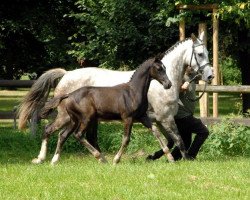 Springpferd Othello (Trakehner, 2014, von Saint Cyr)