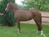 broodmare Bodethal's Kaprice (German Riding Pony, 2003, from Speyksbosch Nelson)