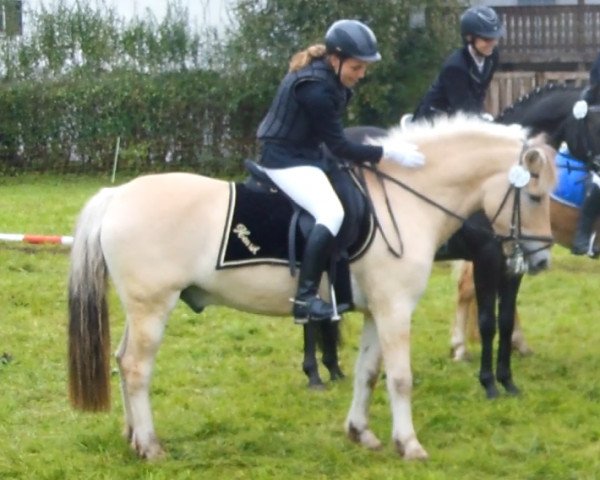 dressage horse Henrik (Fjord Horse, 2004)