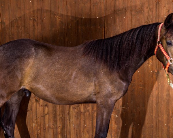 Pferd Romeo (Andalusier bzw/Pferde reiner spanischer Rasse, 2012, von Heraldico CA III)