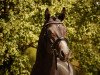 dressage horse Iberon (Trakehner, 2011, from Elfado)