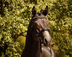 dressage horse Iberon (Trakehner, 2011, from Elfado)