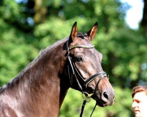 dressage horse Tivoli (Trakehner, 2012, from Montafon)