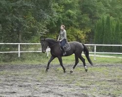 jumper Final (Heavy Warmblood, 2009)