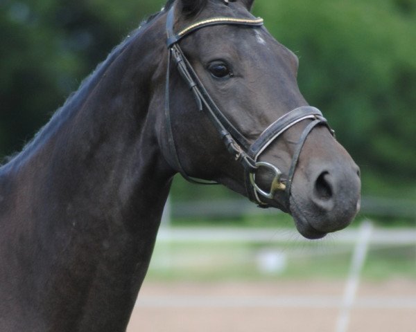 dressage horse Charming Lady (Westphalian, 2005, from Charming 8)