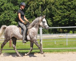 broodmare Esmira von Osterbyholz (Arabian thoroughbred, 2007, from Sapuschkin ox)