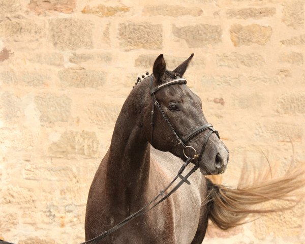 dressage horse Graf Amadeus (Trakehner, 2011, from Tambour)