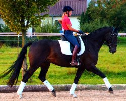 dressage horse Hors Limite C (Württemberger, 2008, from Herzensdieb)