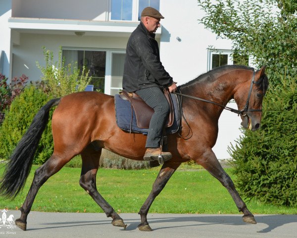 Pferd Brauner Andalusierwallach (Andalusier, 2009)