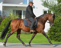 Pferd Brauner Andalusierwallach (Andalusier, 2009)