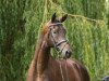 dressage horse Zauberwald 2 (Trakehner, 2012, from Tambour)