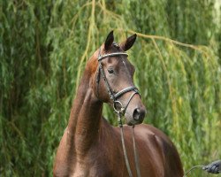 Dressurpferd Zauberwald 2 (Trakehner, 2012, von Tambour)