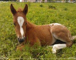 Pferd Sayuri (Deutsches Reitpony, 2013, von Wynfa's Charles)