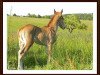 dressage horse Ted the Cat (German Riding Pony, 2012, from Wynfa's Charles)