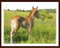 Dressurpferd Ted the Cat (Deutsches Reitpony, 2012, von Wynfa's Charles)