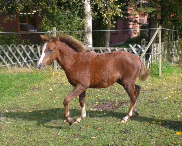 Pferd Sayo (Welsh Partbred, 2014, von Wynfa's Charles)