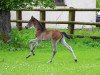 broodmare Nachtkönigin (Trakehner, 2014, from Interconti)