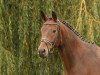 dressage horse Nachtfalter 2 (Trakehner, 2010, from Interconti)