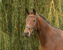 dressage horse Nachtfalter 2 (Trakehner, 2010, from Interconti)