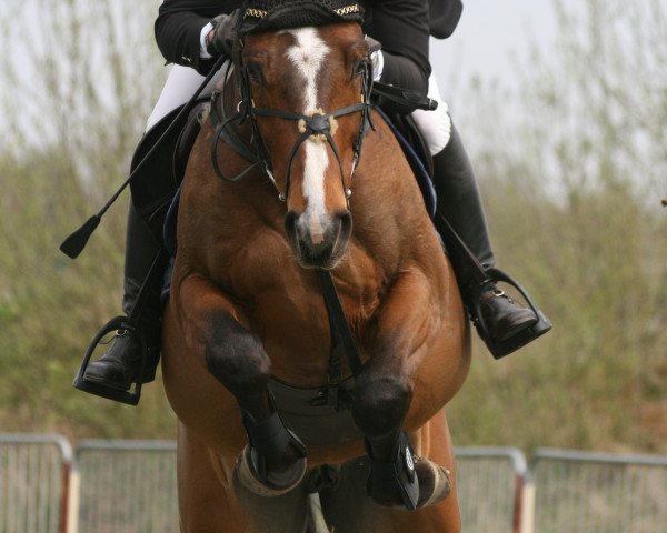 jumper Ithaca 222 Z (Zangersheide riding horse, 2009, from Indorado)