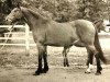 broodmare Krutizna (Orlov Trotter, 1967)