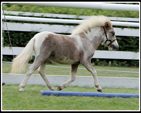 Deckhengst Lovelyminis Dhanvantari (Dt.Part-bred Shetland Pony, 2013, von Diego vom Landhof)