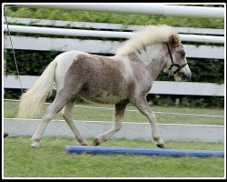 Deckhengst Lovelyminis Dhanvantari (Dt.Part-bred Shetland Pony, 2013, von Diego vom Landhof)