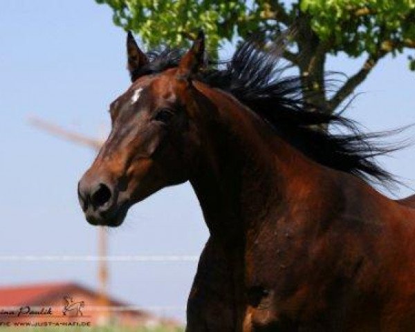 Zuchtstute Tamaras Lynx (Quarter Horse, 1996, von CTS Bueno Duke)