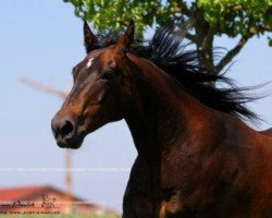 broodmare Tamaras Lynx (Quarter Horse, 1996, from CTS Bueno Duke)