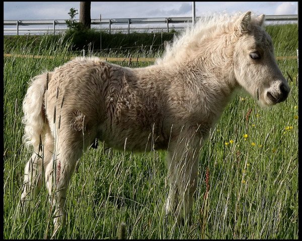 horse Lovelyminis Passion Paradise (Dt.Part-bred Shetland pony, 2014, from Hahns Polarstern)