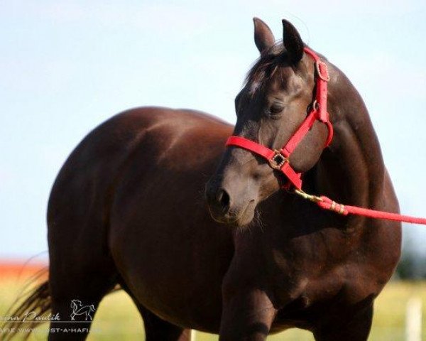 broodmare CP Chexenics Star (Quarter Horse, 2006, from Bueno Chexinic)