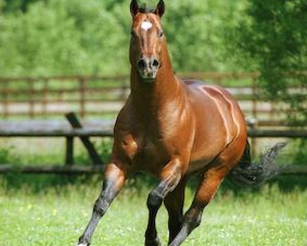 Deckhengst Little Gump (Quarter Horse, 1994, von Haidas Little Pep)