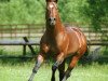 Deckhengst Little Gump (Quarter Horse, 1994, von Haidas Little Pep)