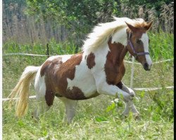 jumper WhyNot Prosecco (German Riding Pony, 2010, from Pares von Lauterbach)