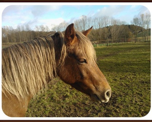 broodmare Seraphim (Welsh Partbred, 2010, from Wynfa's Cennedy)