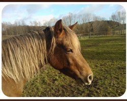 Pferd Seraphim (Welsh Partbred, 2010, von Wynfa's Cennedy)